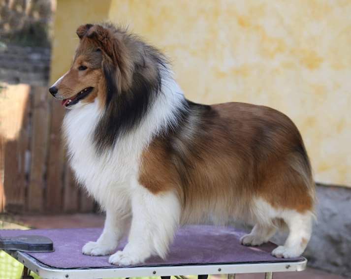 Steadlyn Zillion Dollar Boy (Boy)