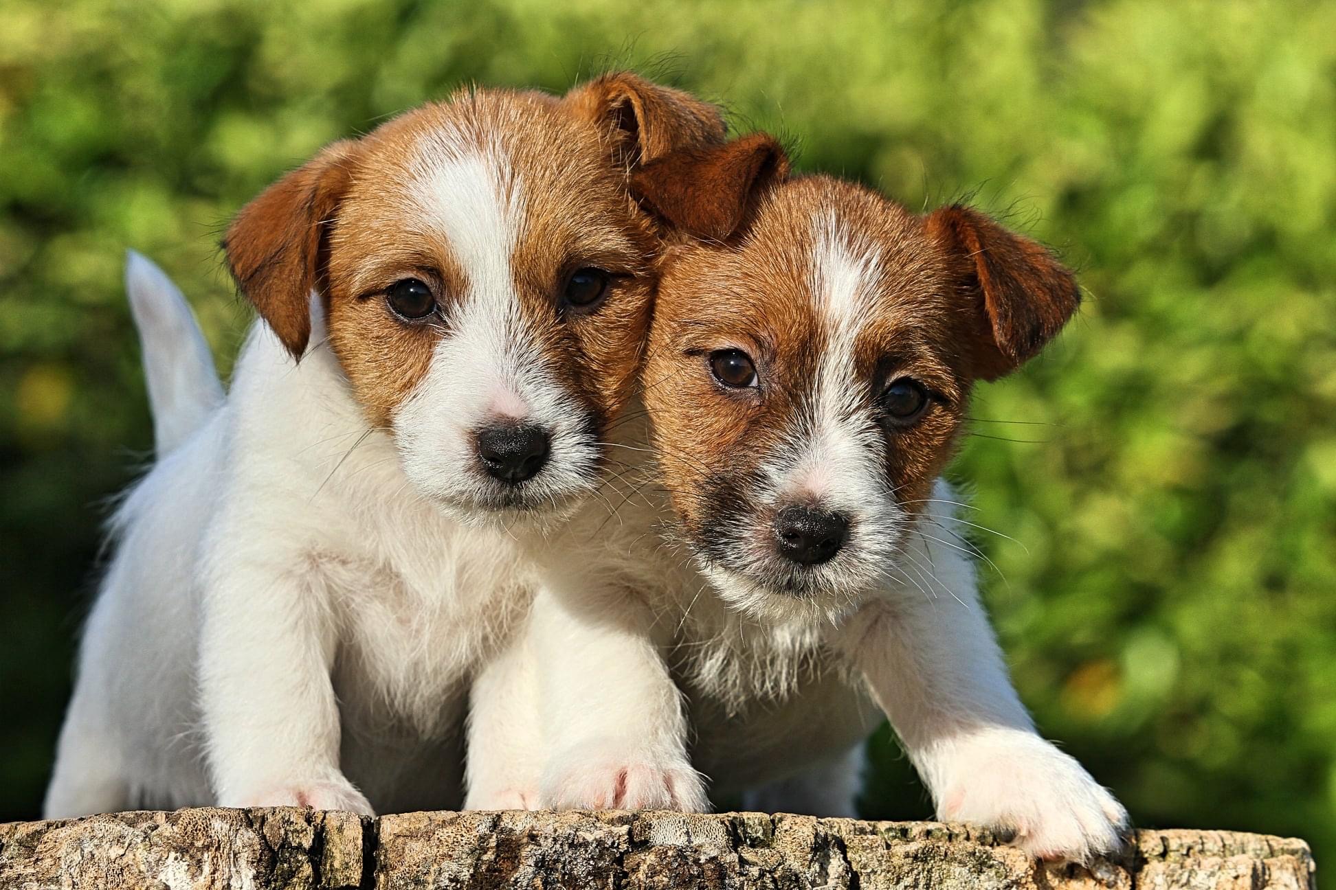 Jack Russel Terrier