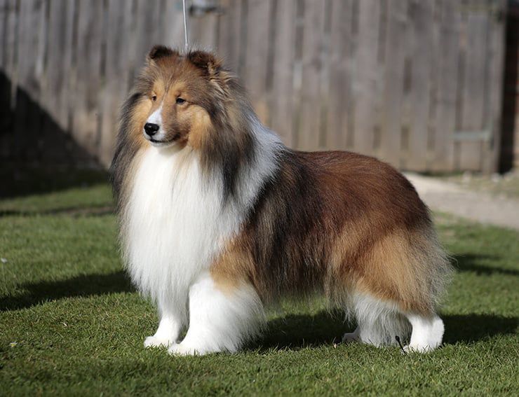Scotfield’s Take Me Higher (Vito) – EUROPEAN PUPPY WINNER, BOB PUP, Giovane Campione Albanese